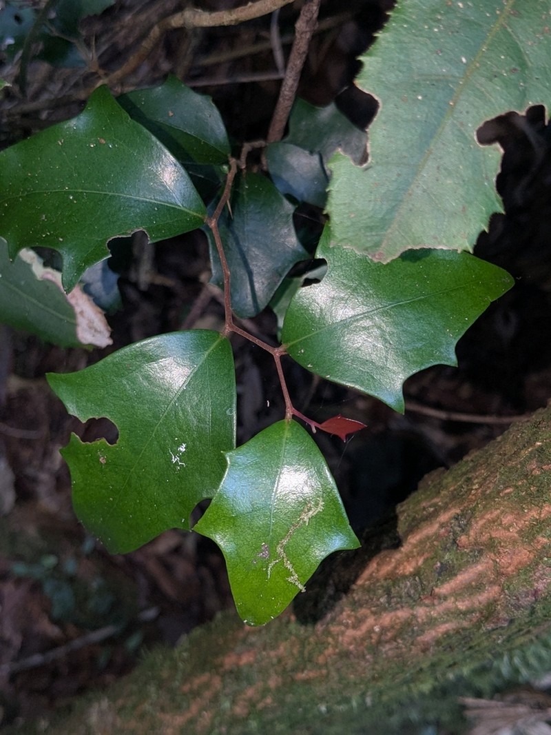 Scolopia braunii photo 4