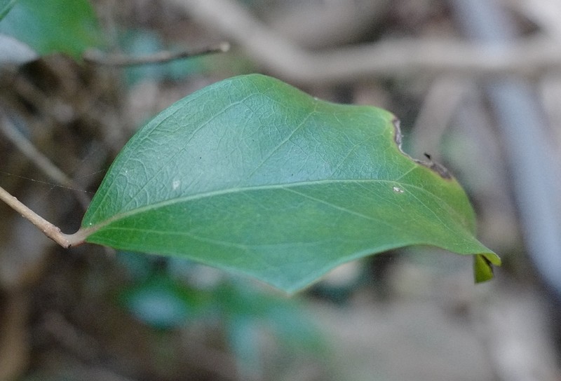 Scolopia braunii photo 5