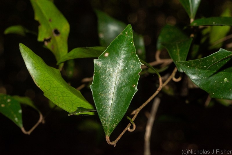 Scolopia braunii photo 6