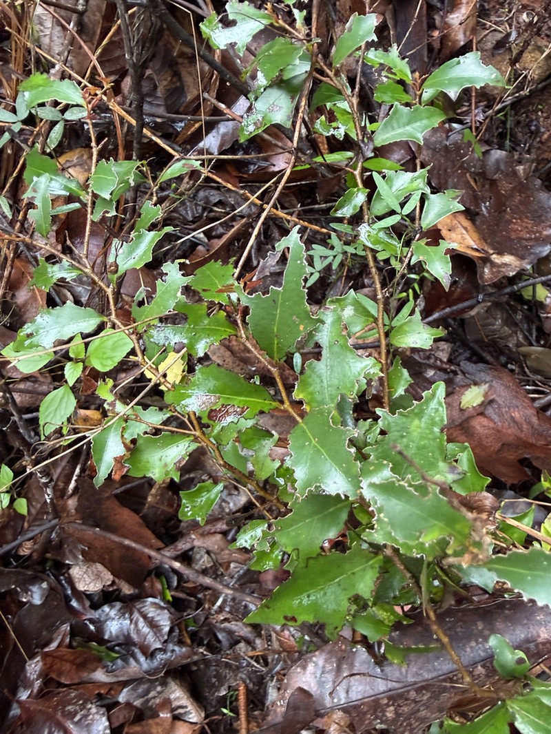Scolopia braunii photo 7