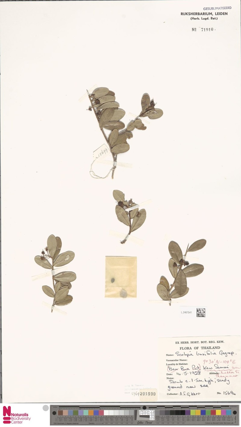 Scolopia buxifolia