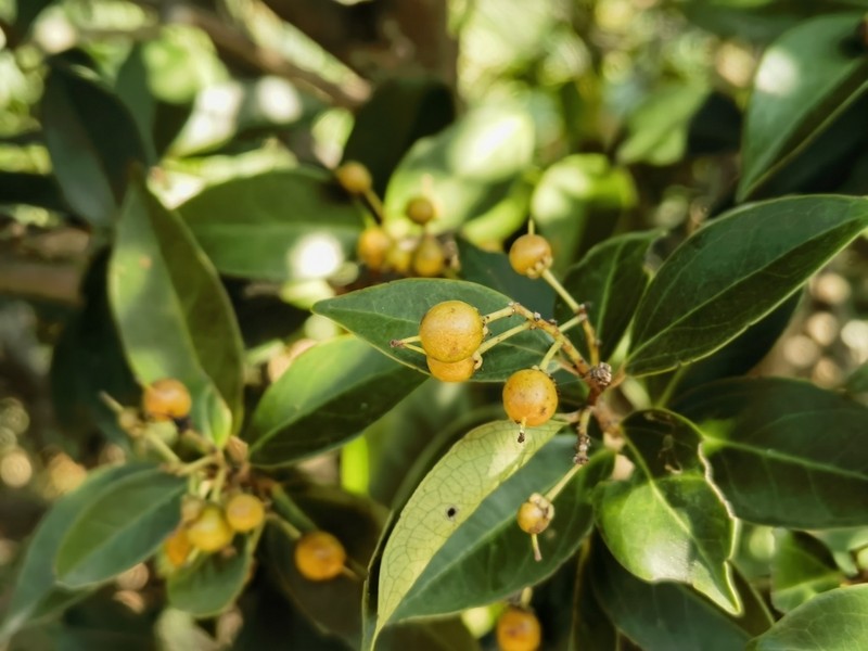 Scolopia chinensis