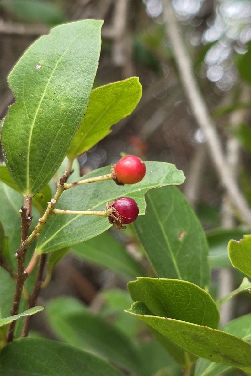 Scolopia chinensis photo 2