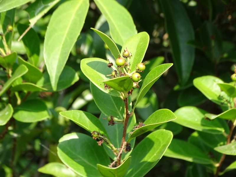 Scolopia chinensis photo 3