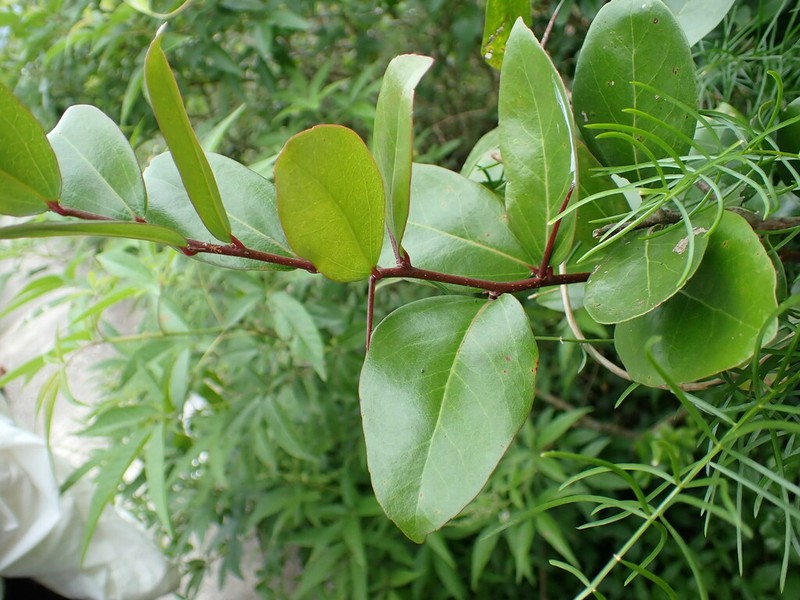 Scolopia chinensis photo 4