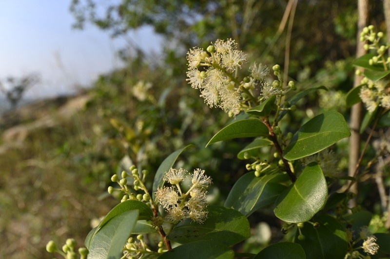 Scolopia chinensis photo 5
