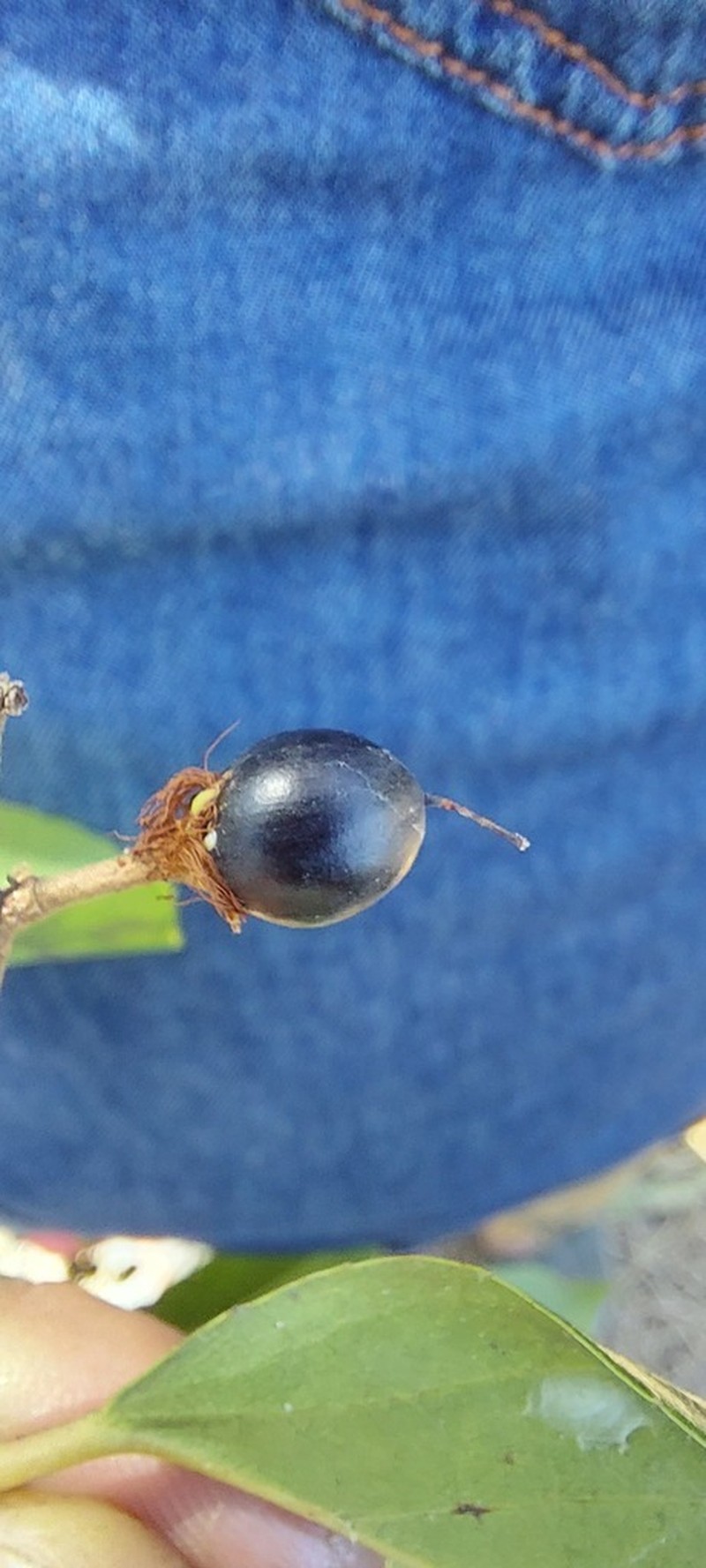 Scolopia chinensis photo 6