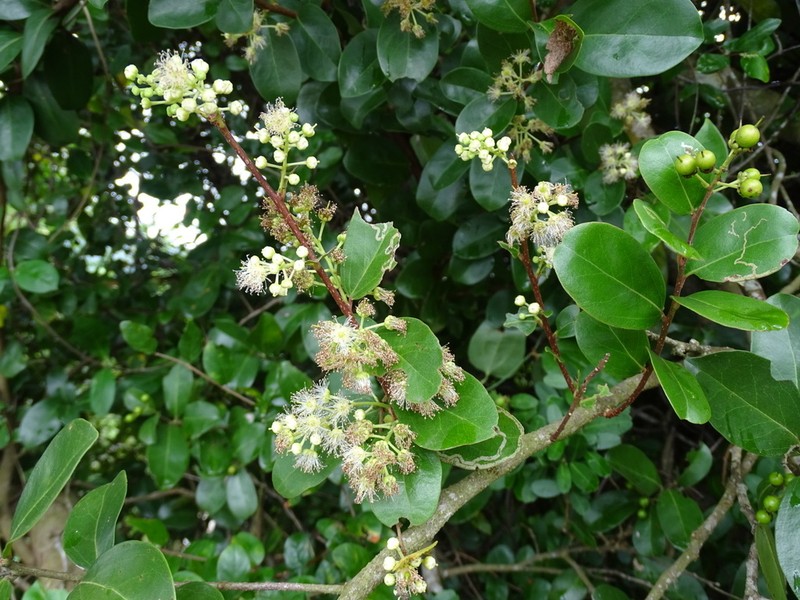 Scolopia chinensis photo 7