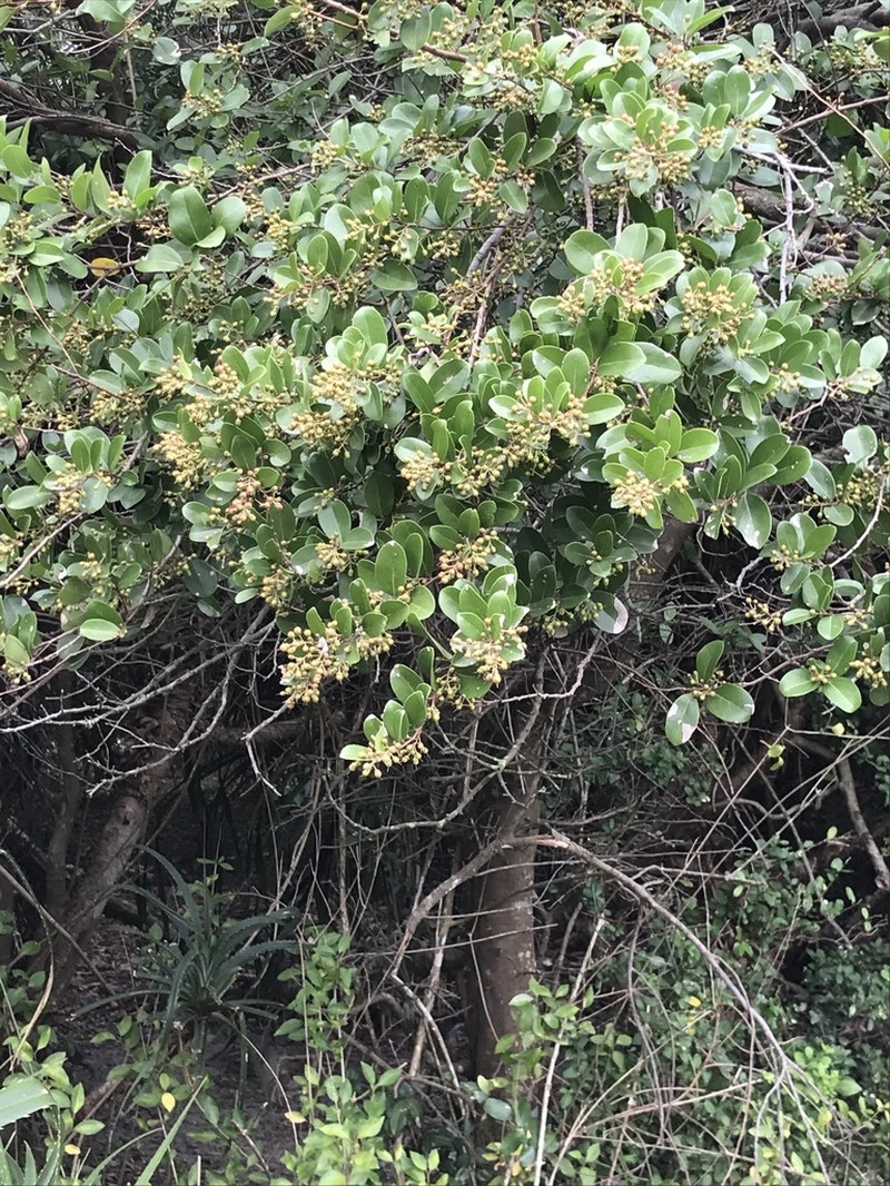 Scolopia chinensis photo 8