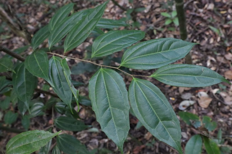 Scolopia coriacea