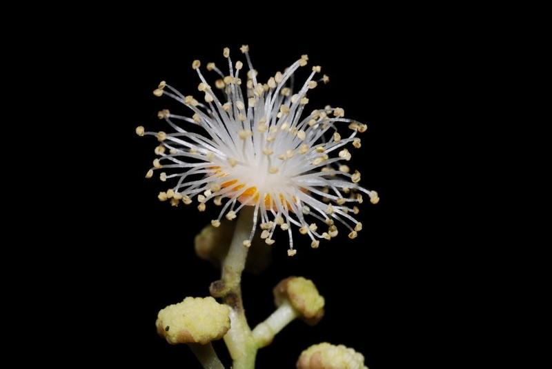 Scolopia coriacea photo 2