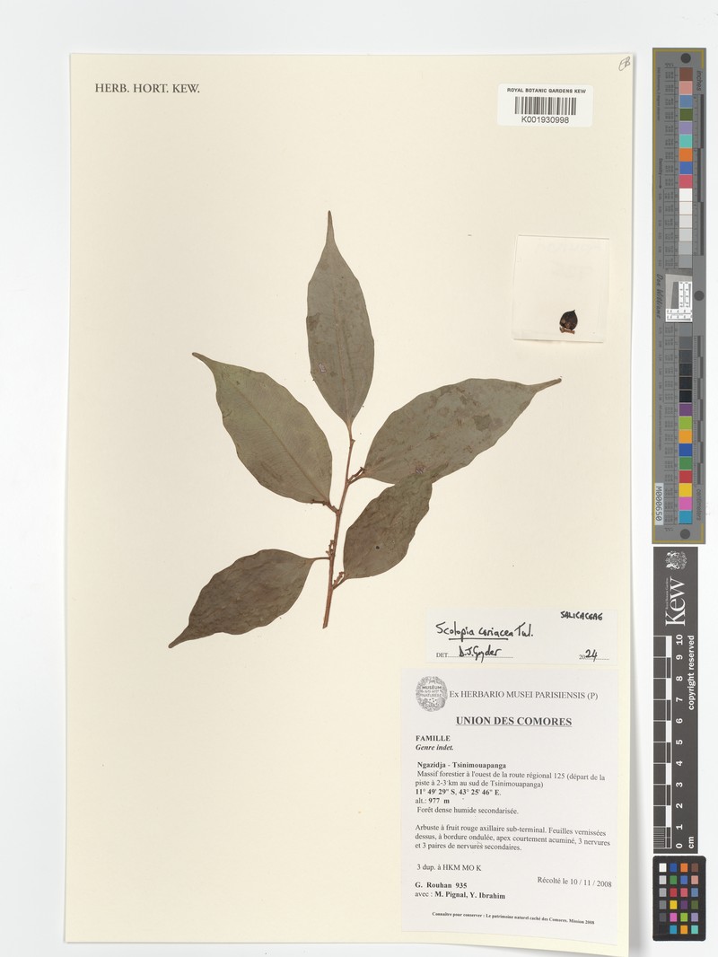 Scolopia coriacea photo 4