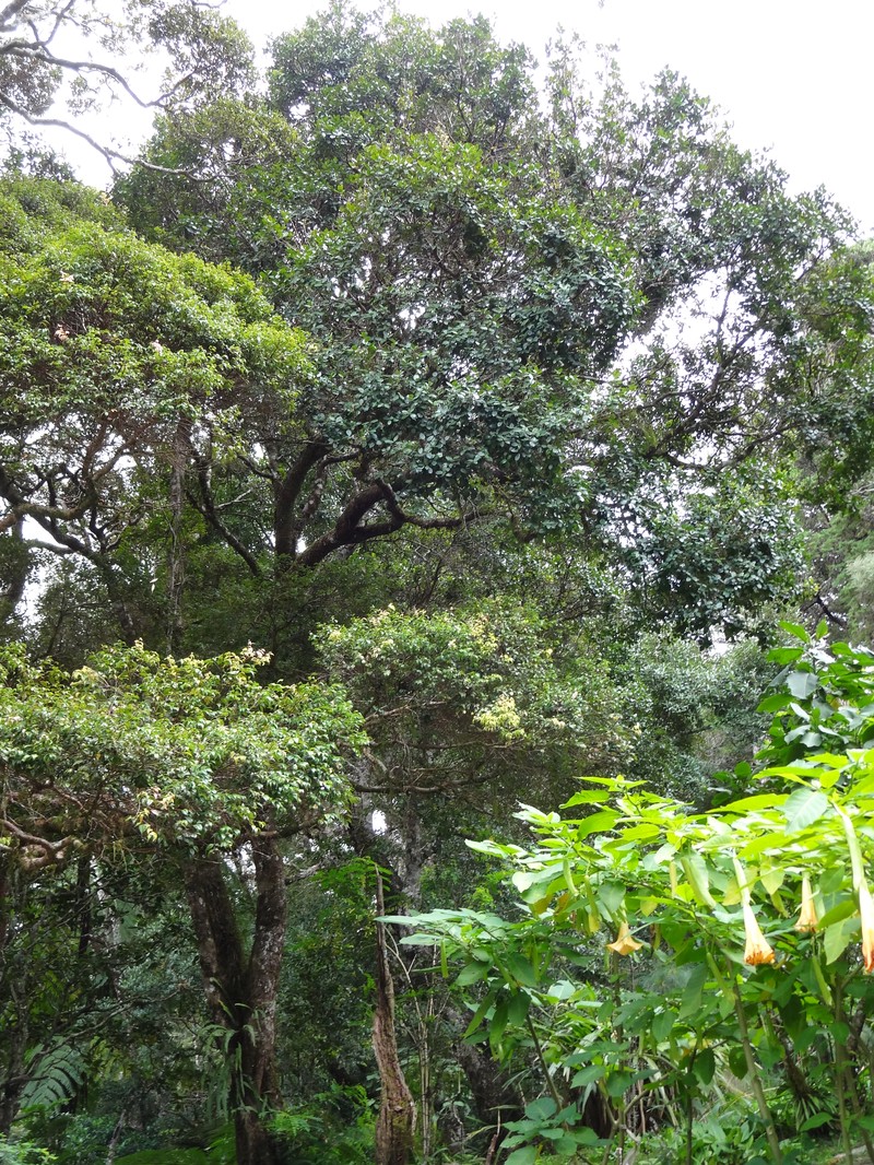 Scolopia crassipes