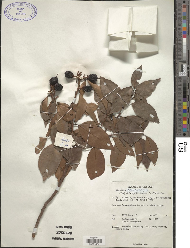 Scolopia crassipes photo 2