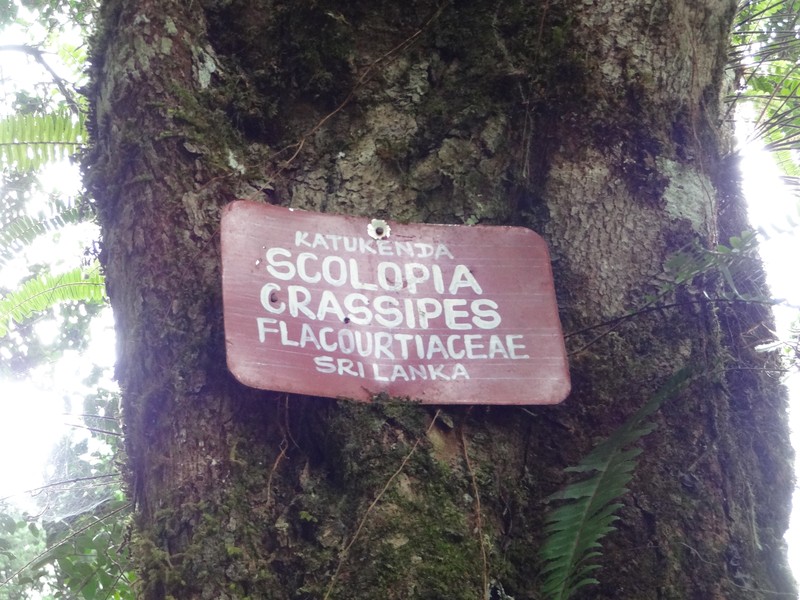 Scolopia crassipes photo 3