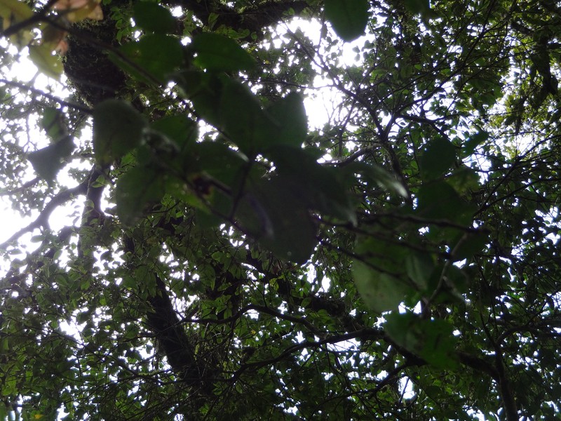 Scolopia crassipes photo 4