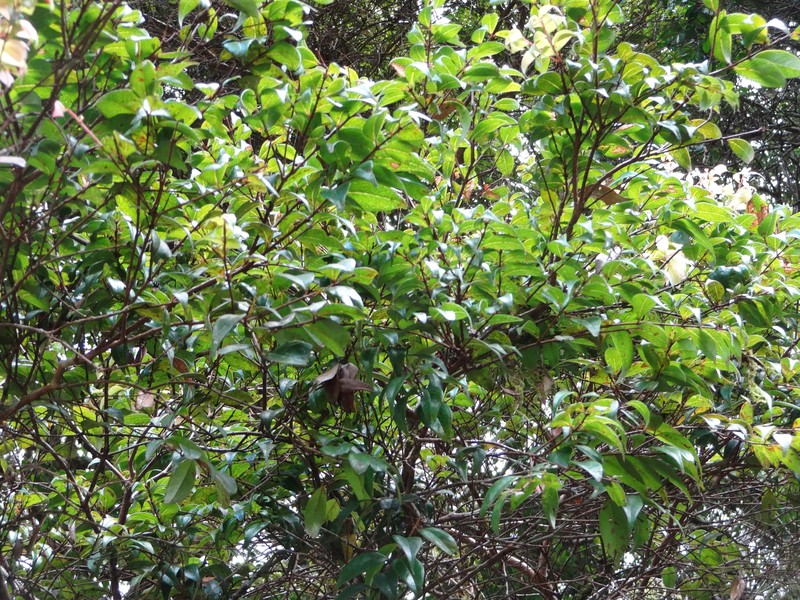 Scolopia crassipes photo 5