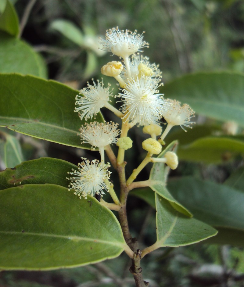 Scolopia crenata