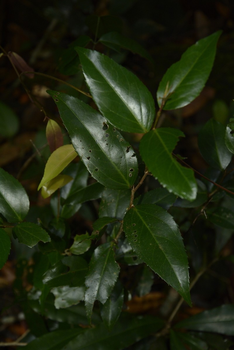 Scolopia crenata photo 3