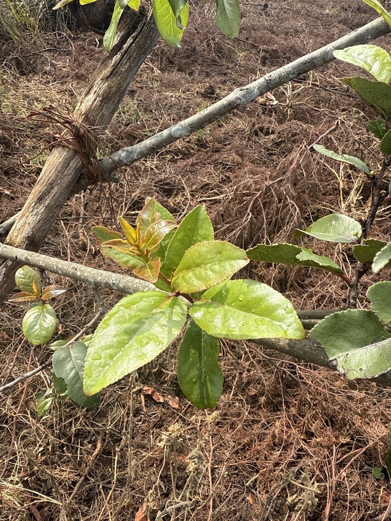 Scolopia crenata photo 4