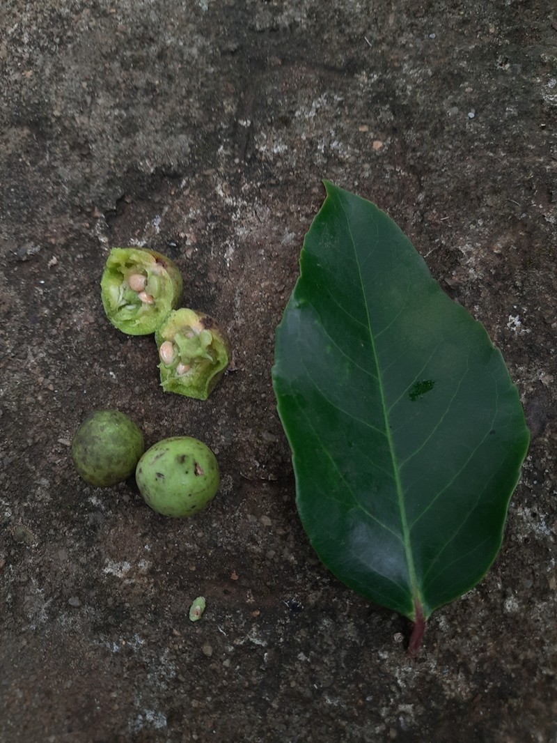 Scolopia crenata photo 5
