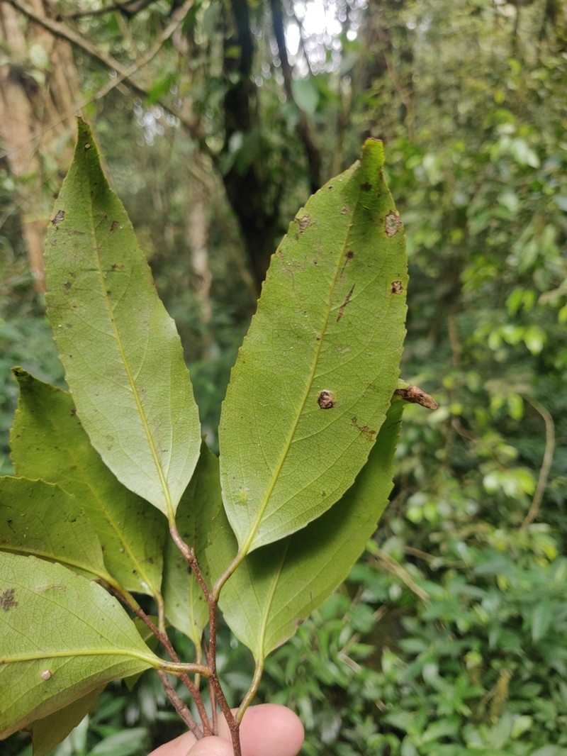 Scolopia crenata photo 6