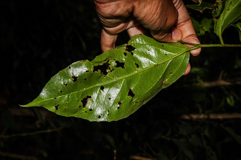 Scolopia crenata photo 7