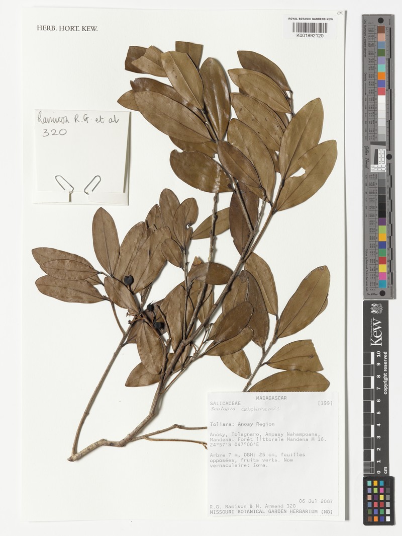 Scolopia delphinensis