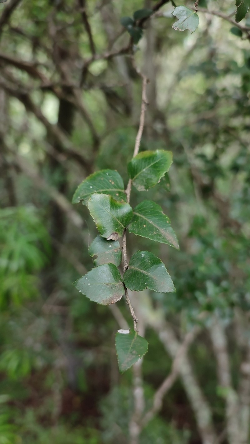 Scolopia flanaganii