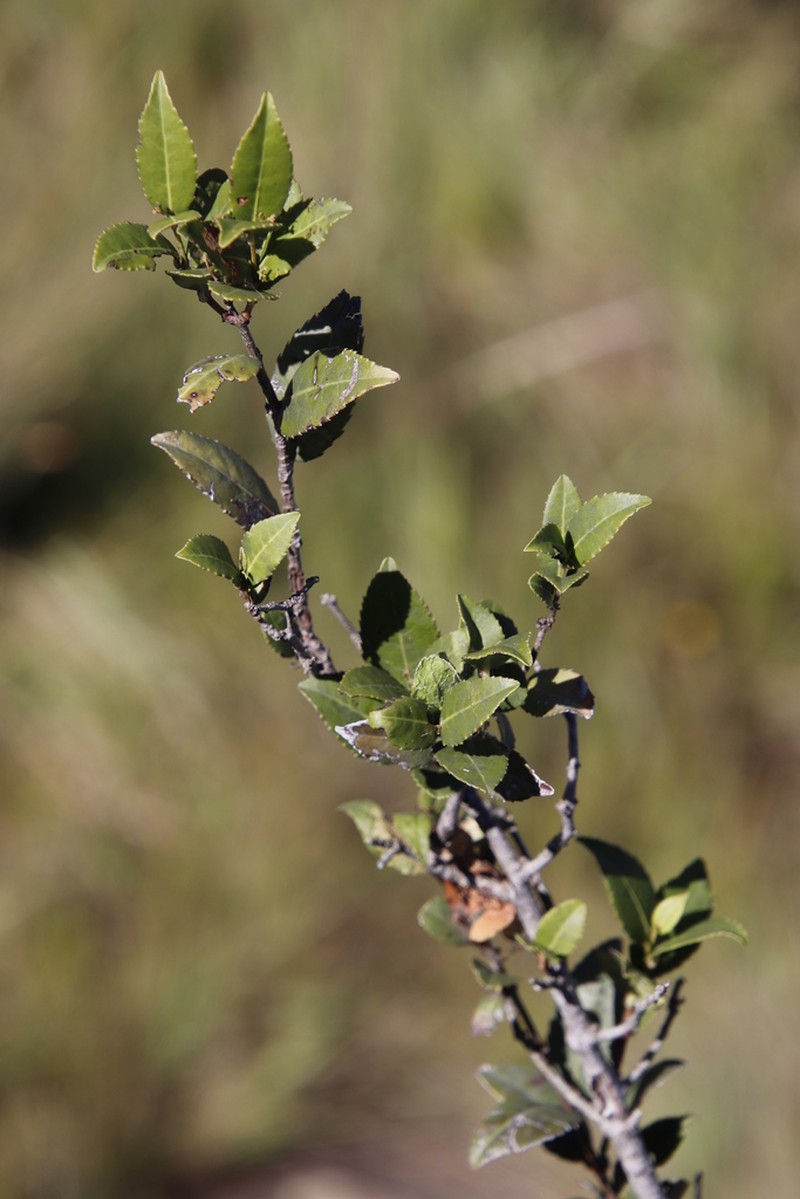 Scolopia flanaganii photo 2