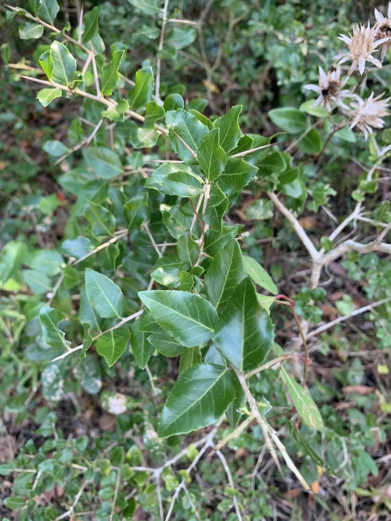 Scolopia flanaganii photo 3