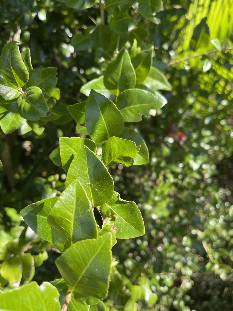 Scolopia flanaganii photo 5