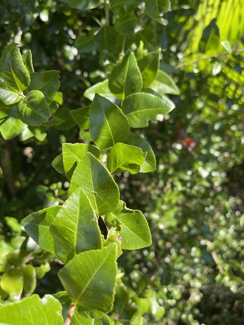 Scolopia flanaganii photo 8