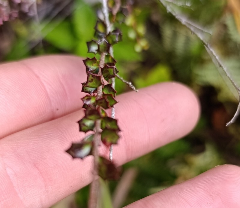 Scolopia heterophylla