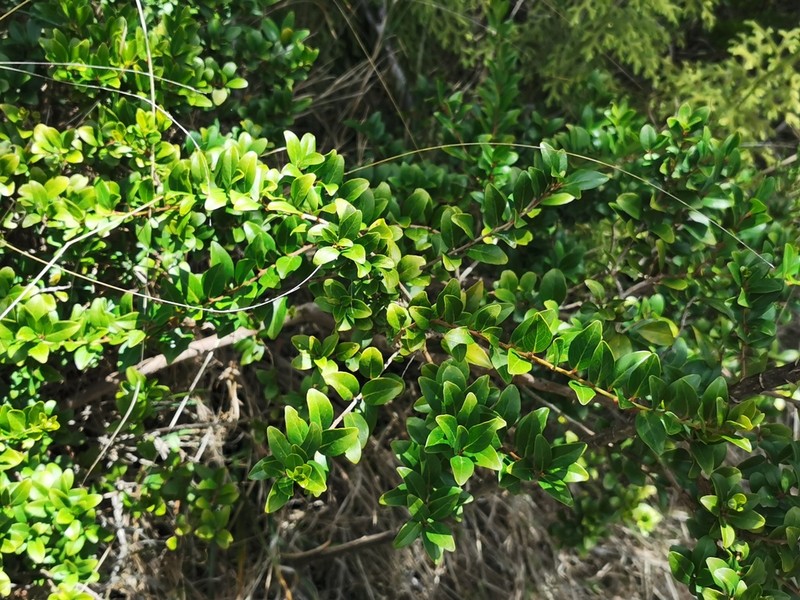Scolopia heterophylla photo 3