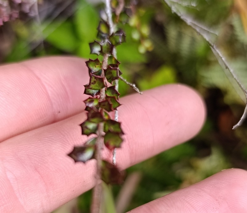 Scolopia heterophylla photo 4