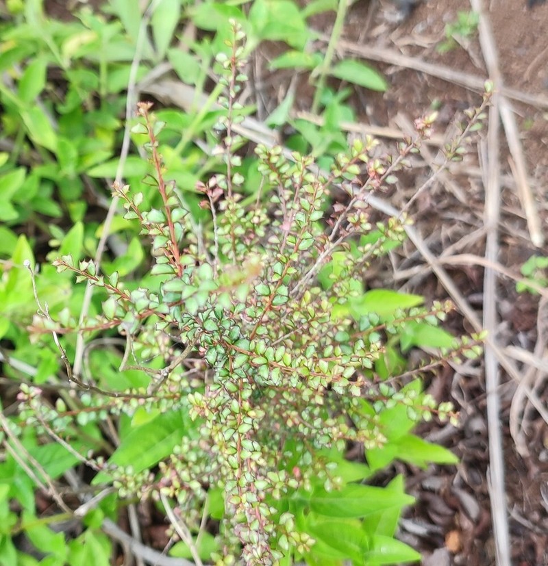 Scolopia heterophylla photo 5