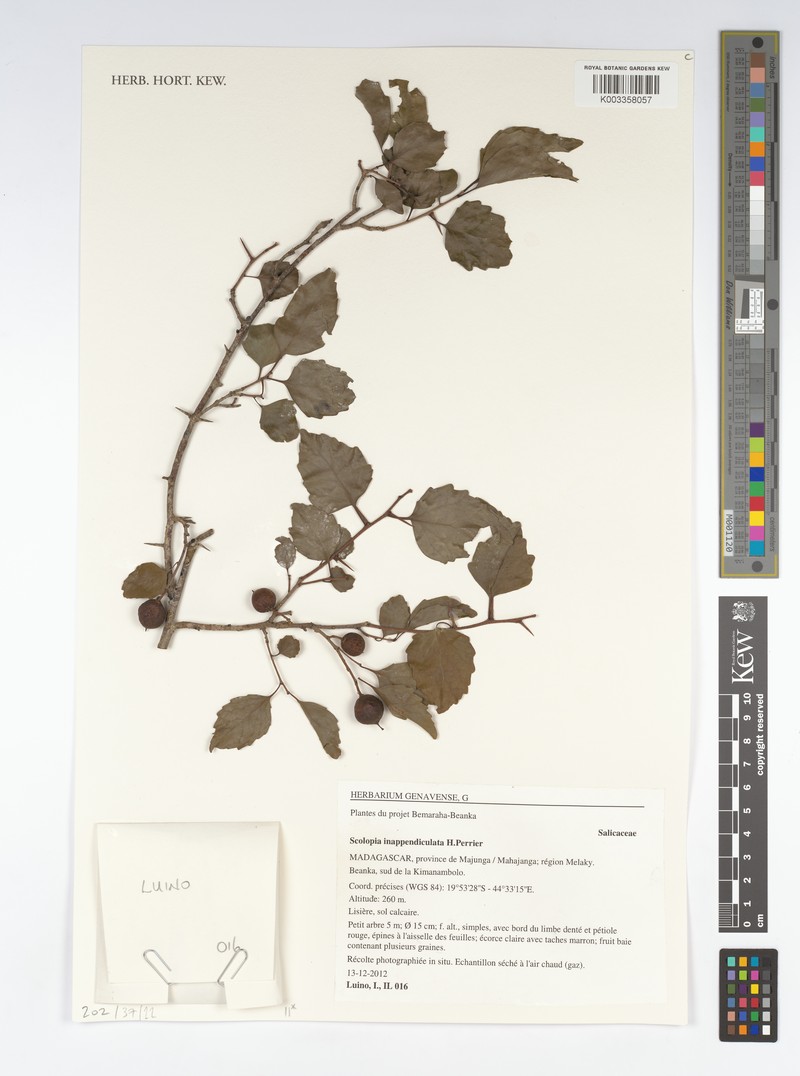 Scolopia inappendiculata