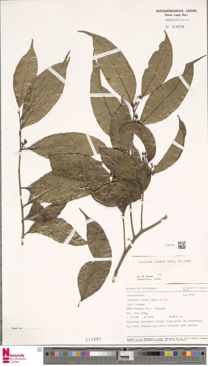 Scolopia lucida