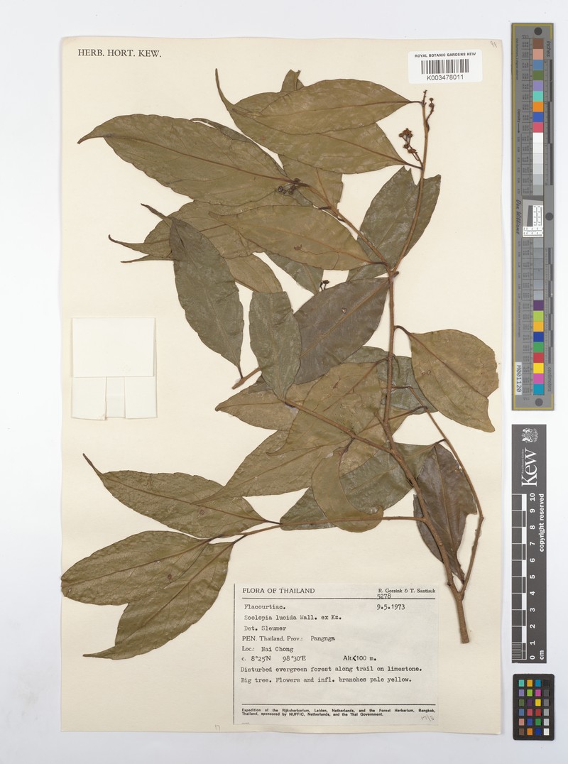 Scolopia lucida photo 2