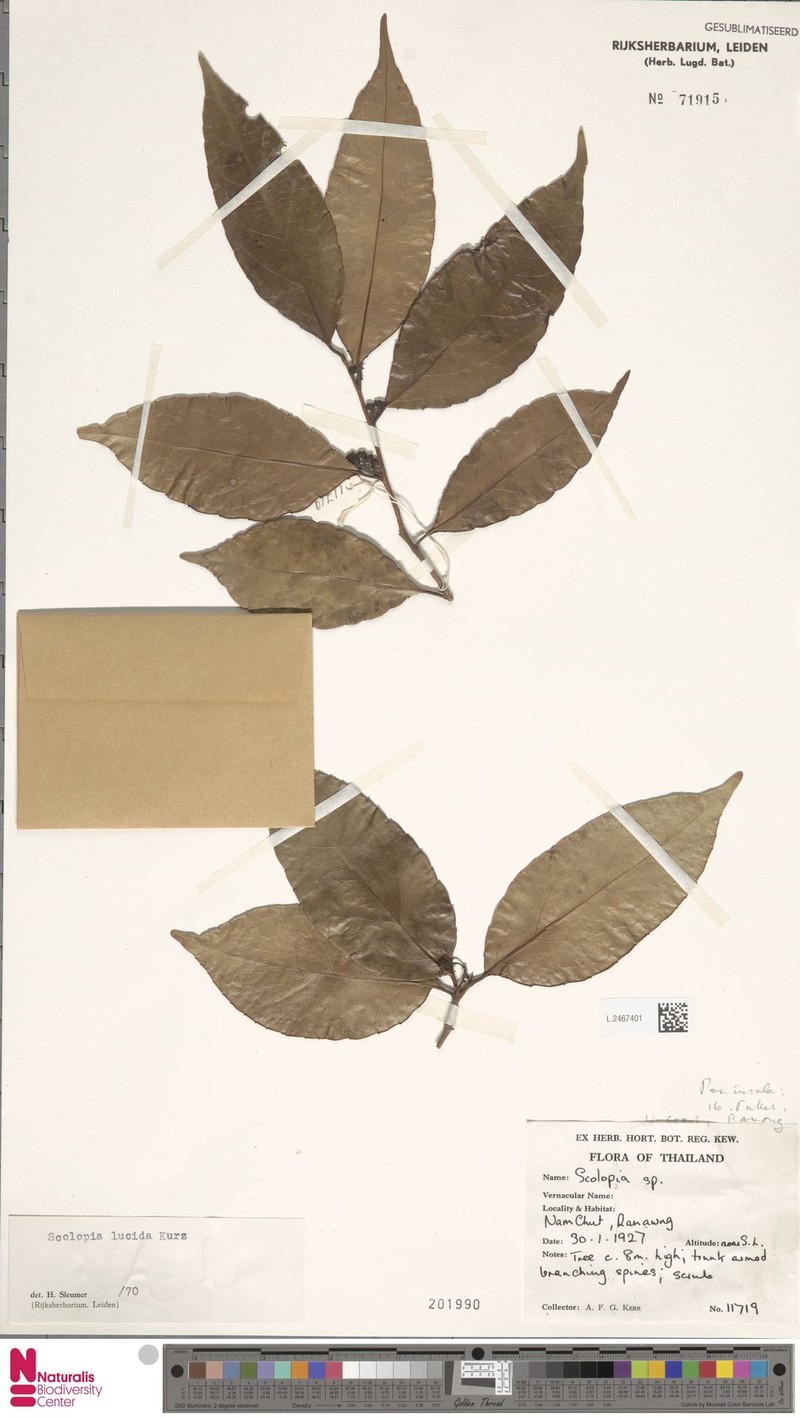 Scolopia lucida photo 3
