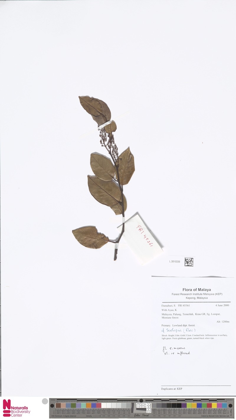 Scolopia luzonensis