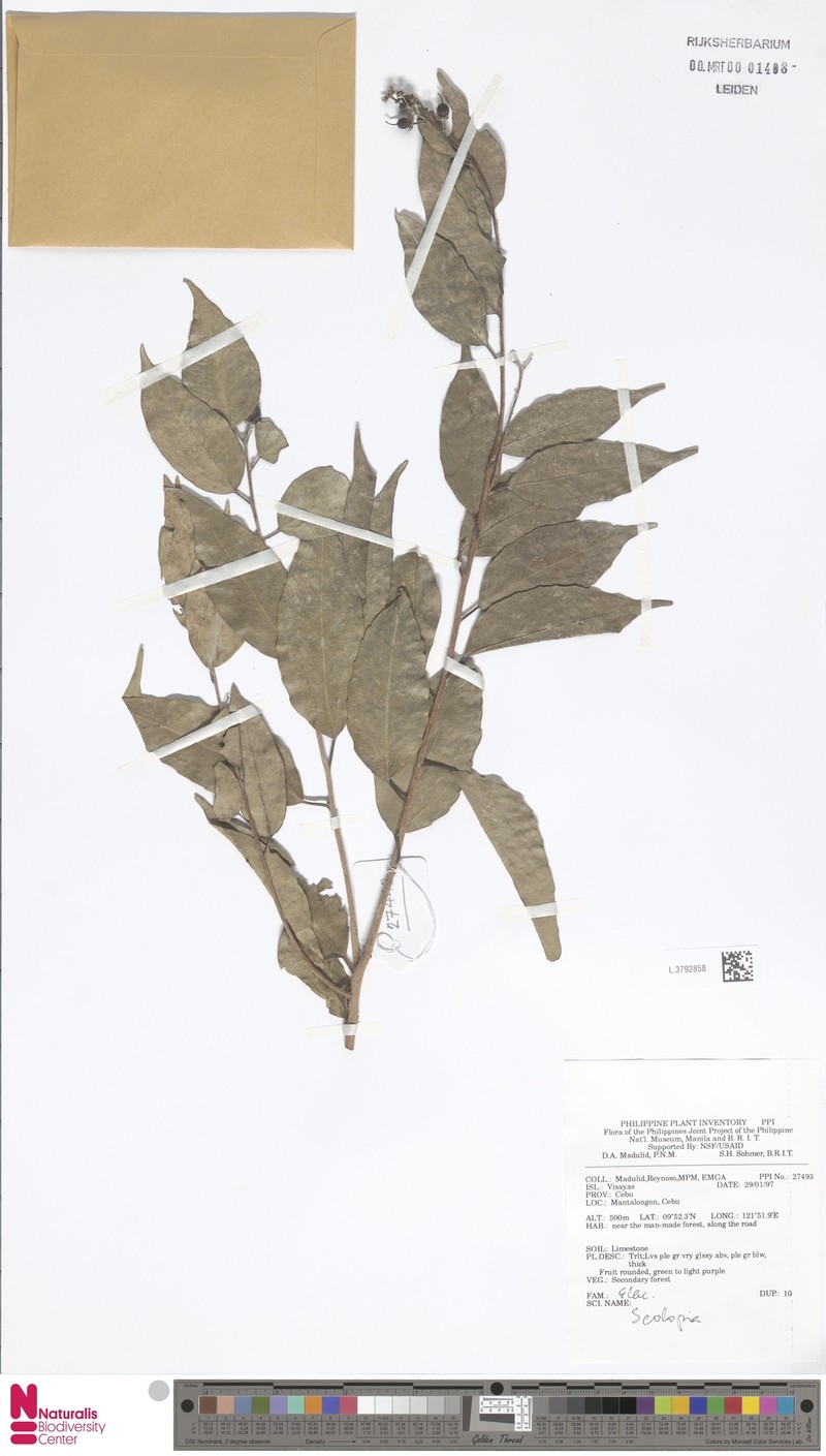 Scolopia luzonensis photo 2