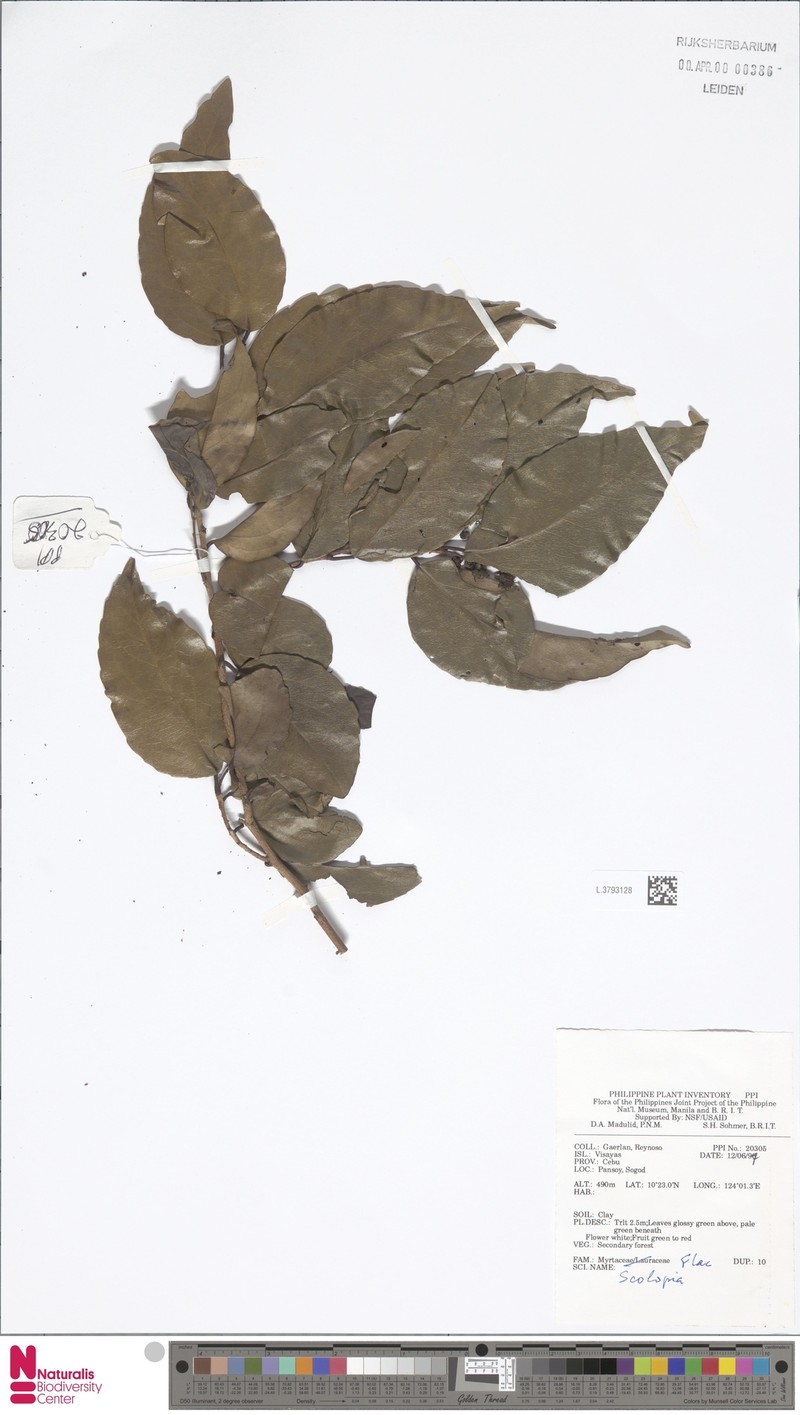 Scolopia luzonensis photo 3