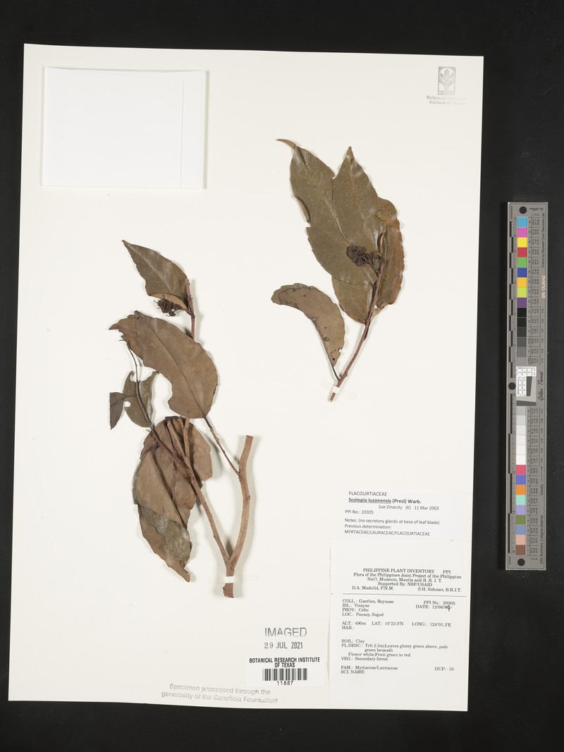 Scolopia luzonensis photo 4