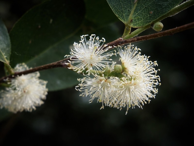 Scolopia macrophylla