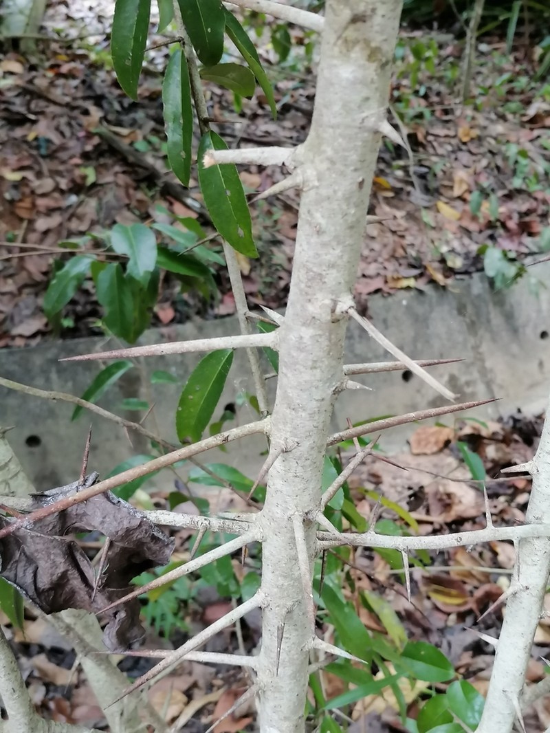 Scolopia macrophylla photo 2