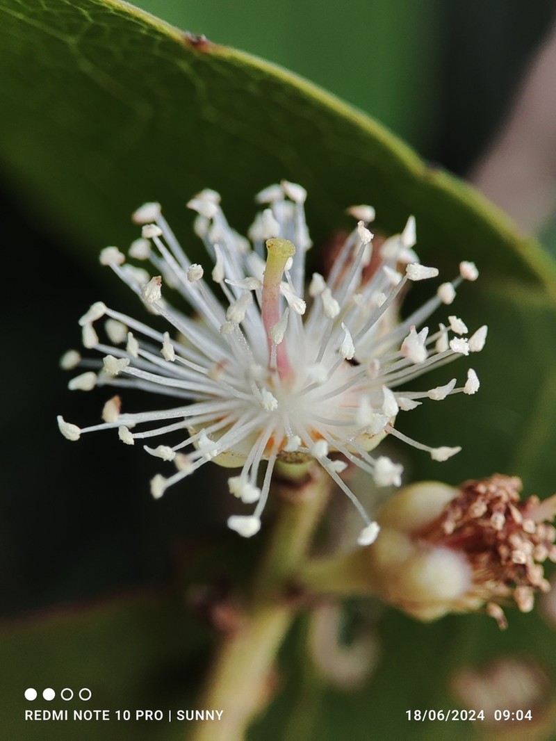 Scolopia macrophylla photo 3
