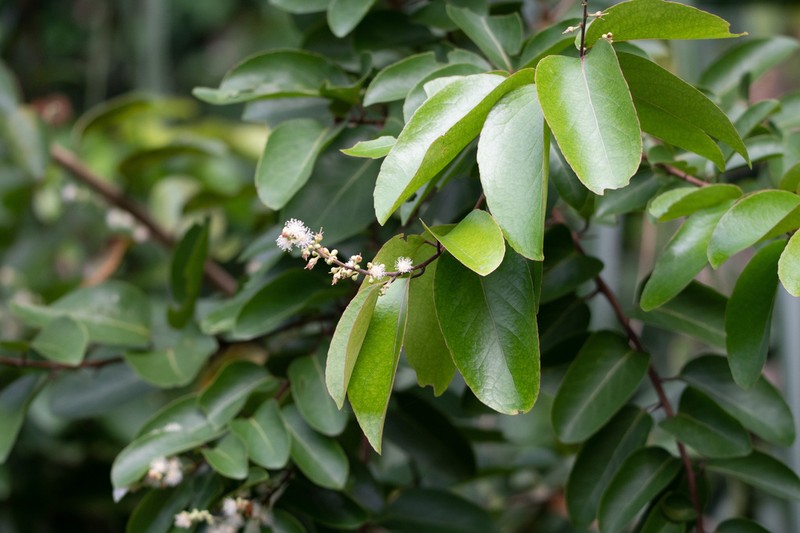 Scolopia macrophylla photo 4