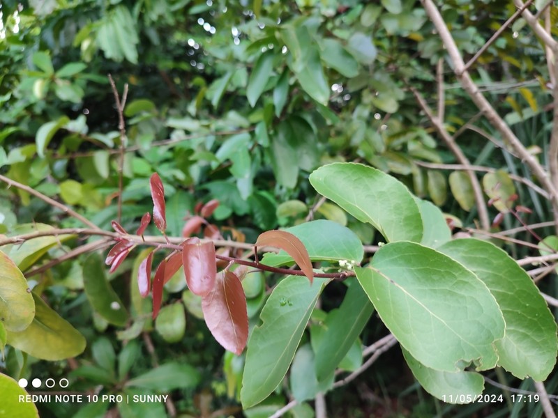 Scolopia macrophylla photo 5